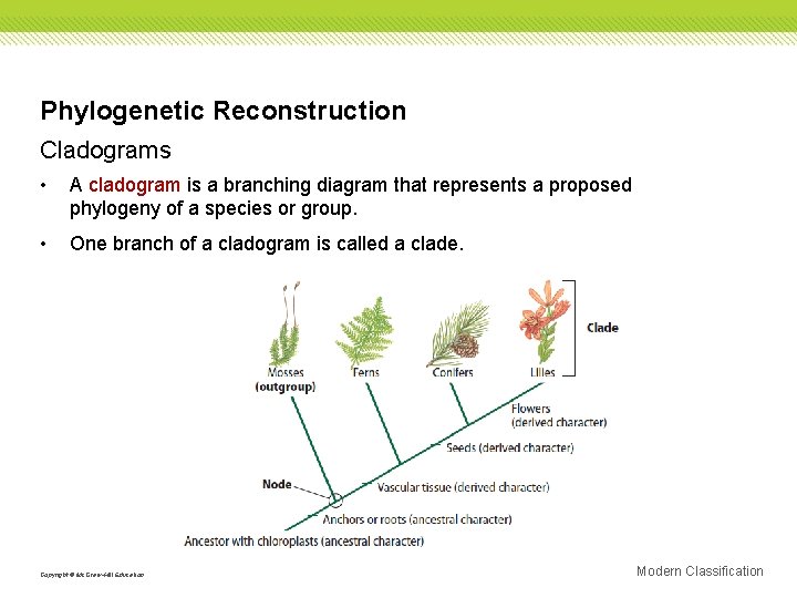 Phylogenetic Reconstruction Cladograms • A cladogram is a branching diagram that represents a proposed