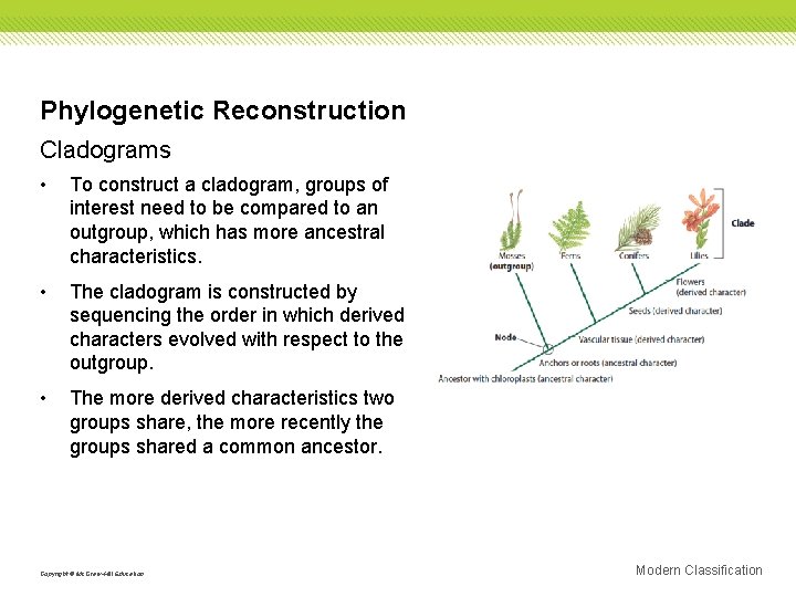 Phylogenetic Reconstruction Cladograms • To construct a cladogram, groups of interest need to be