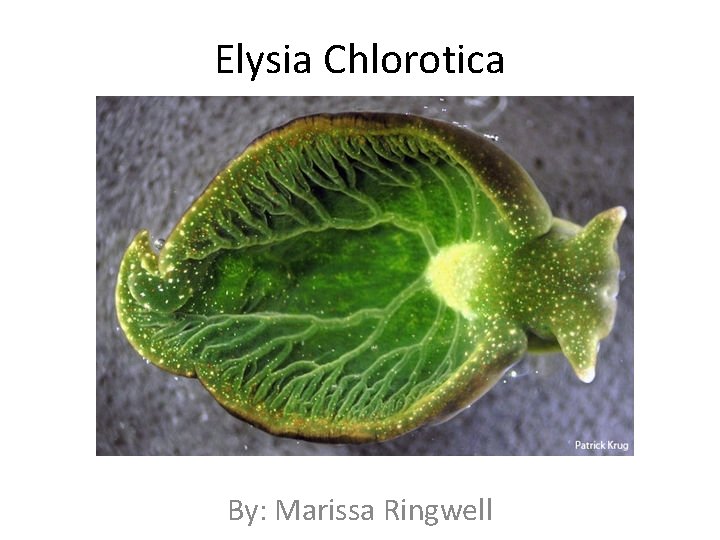 Elysia Chlorotica By: Marissa Ringwell 