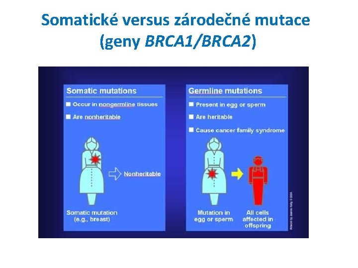 Somatické versus zárodečné mutace (geny BRCA 1/BRCA 2) 