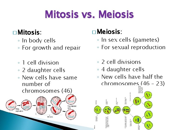 Mitosis vs. Meiosis � Mitosis: ◦ In body cells ◦ For growth and repair