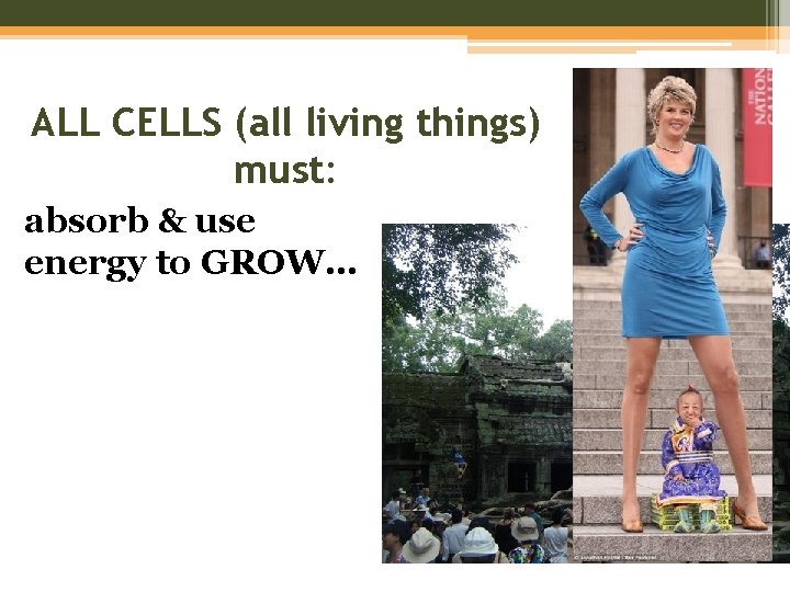 ALL CELLS (all living things) must: absorb & use energy to GROW… 