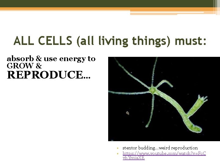 ALL CELLS (all living things) must: absorb & use energy to GROW & REPRODUCE…