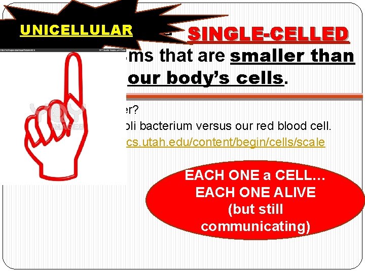 UNICELLULAR Bacteria are SINGLE-CELLED organisms that are smaller than our body’s cells. How much