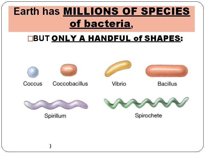 Earth has MILLIONS OF SPECIES of bacteria, �BUT ONLY A HANDFUL of SHAPES: )