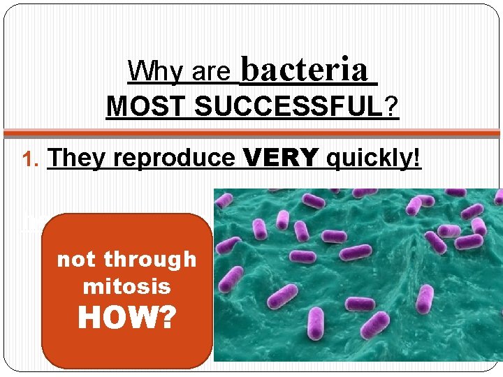 Why are bacteria MOST SUCCESSFUL? 1. They reproduce VERY quickly! hey can survive almost