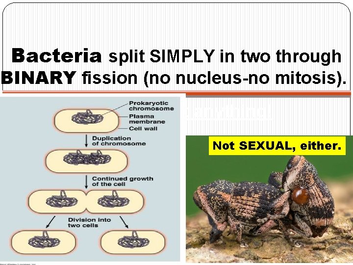 Bacteria split SIMPLY in two through BINARY fission (no nucleus-no mitosis). y can survive