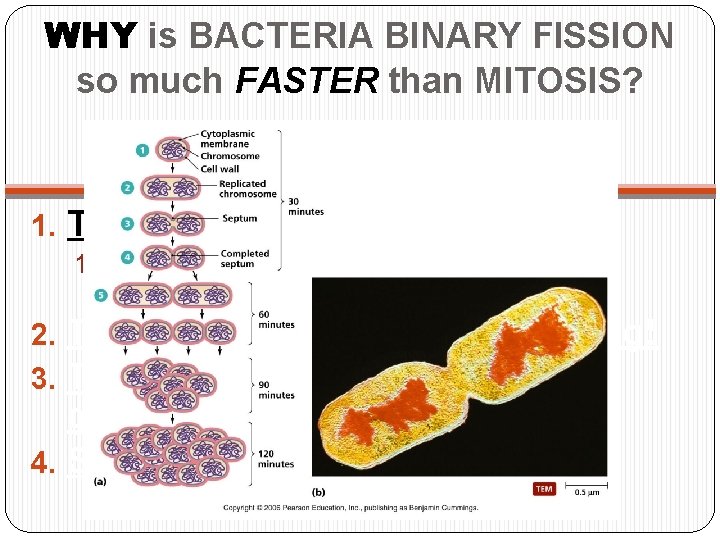 WHY is BACTERIA BINARY FISSION so much FASTER than MITOSIS? 1. They reproduce quickly.
