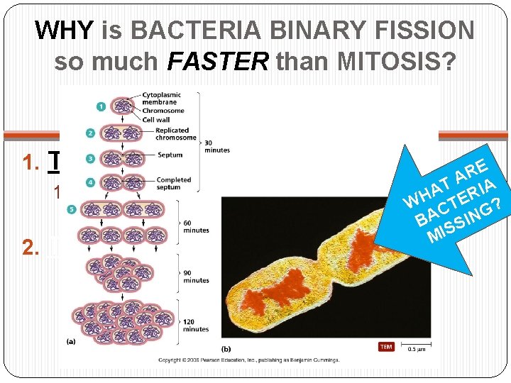 WHY is BACTERIA BINARY FISSION so much FASTER than MITOSIS? 1. They reproduce quickly.