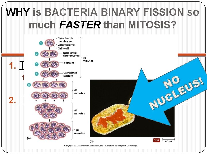 WHY is BACTERIA BINARY FISSION so much FASTER than MITOSIS? 1. They reproduce quickly.