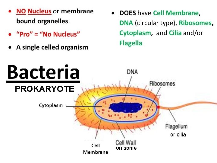 PROKARYOTE or cilia on some 