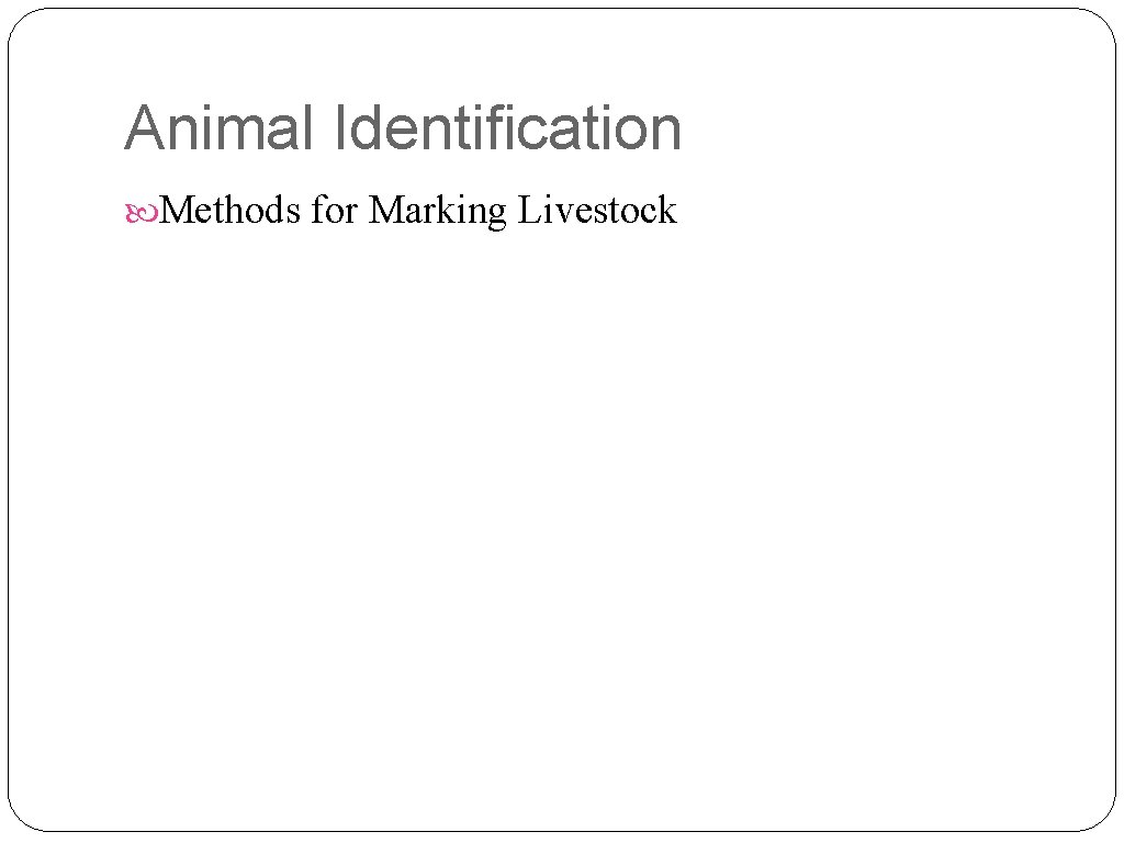 Animal Identification Methods for Marking Livestock 