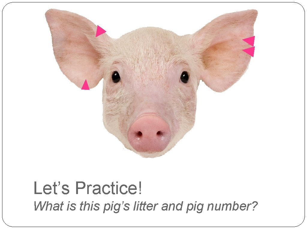 Let’s Practice! What is this pig’s litter and pig number? 