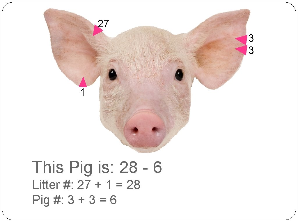 27 3 3 1 This Pig is: 28 - 6 Litter #: 27 +
