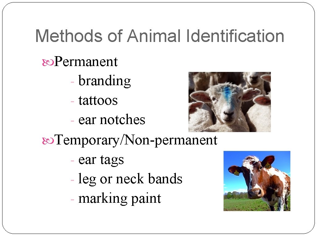 Methods of Animal Identification Permanent - branding - tattoos - ear notches Temporary/Non-permanent -