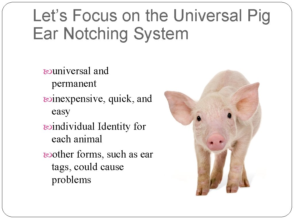 Let’s Focus on the Universal Pig Ear Notching System universal and permanent inexpensive, quick,