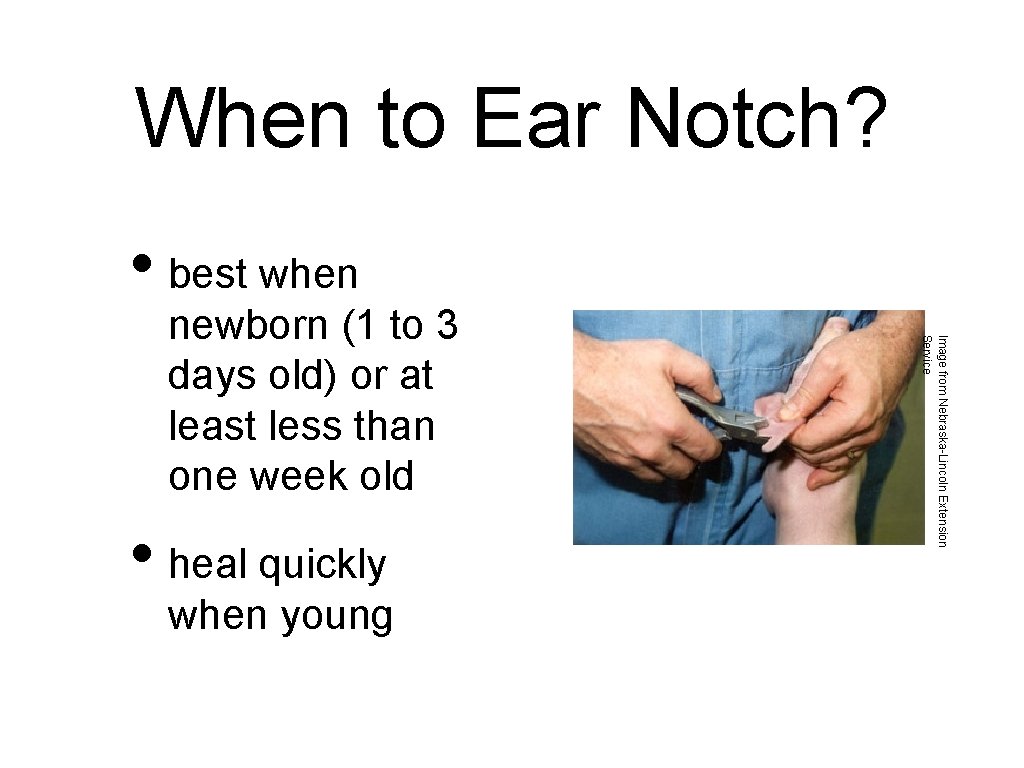 When to Ear Notch? • best when • heal quickly when young Image from