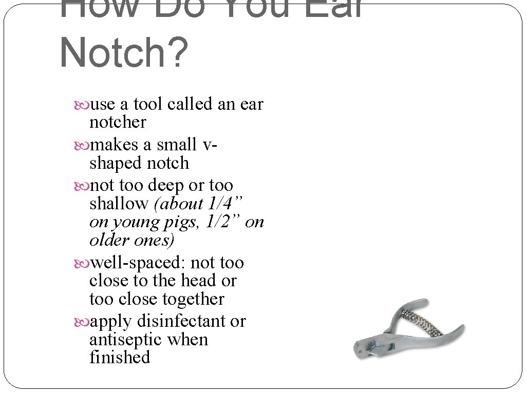 How Do You Ear Notch? use a tool called an ear notcher makes a