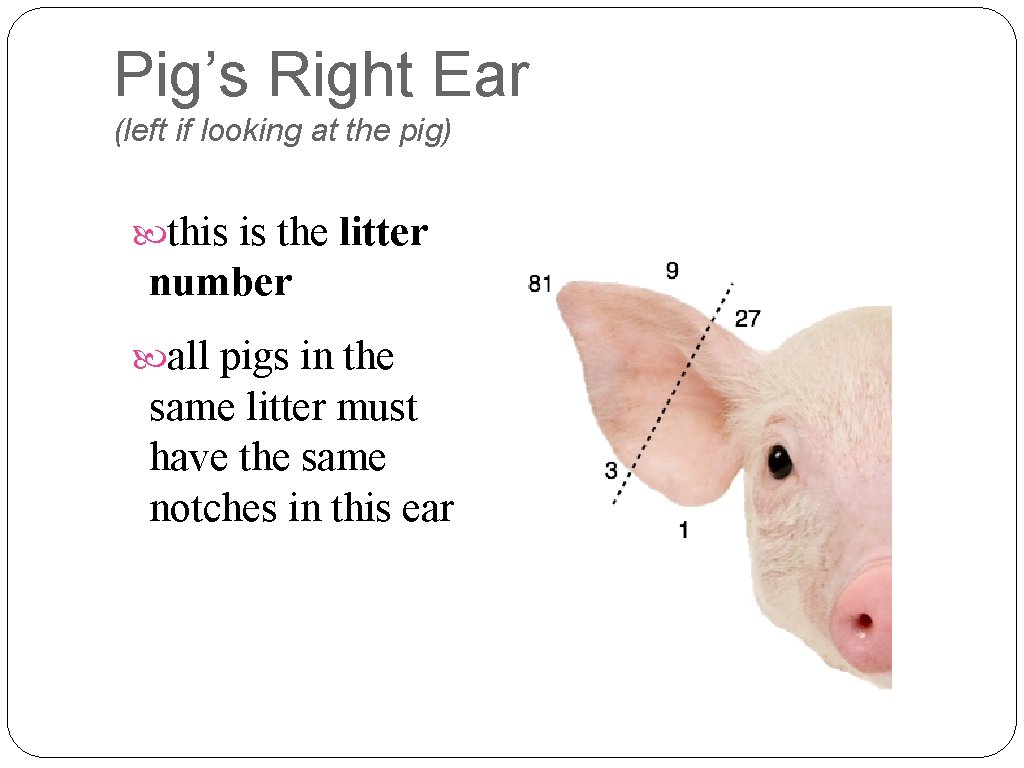 Pig’s Right Ear (left if looking at the pig) this is the litter number