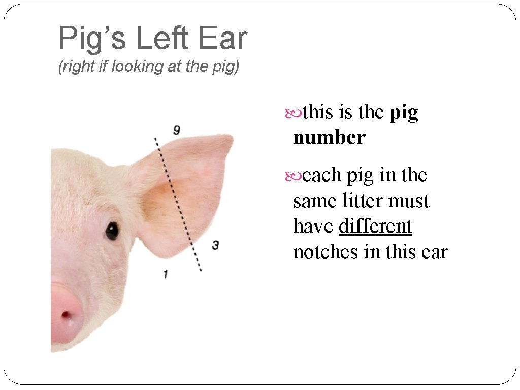 Pig’s Left Ear (right if looking at the pig) this is the pig number