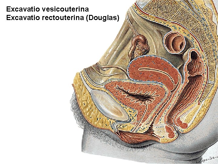 Excavatio vesicouterina Excavatio rectouterina (Douglas) 