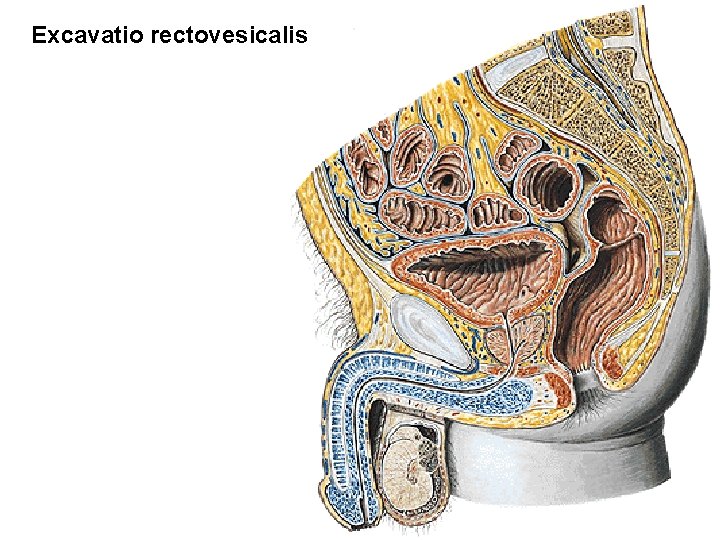 Excavatio rectovesicalis 