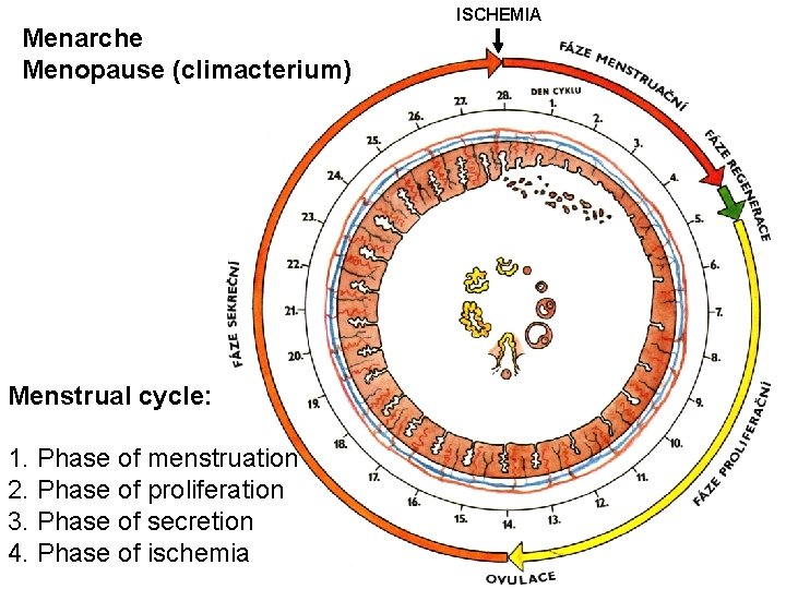 Menarche Menopause (climacterium) Menstrual cycle: 1. Phase of menstruation 2. Phase of proliferation 3.