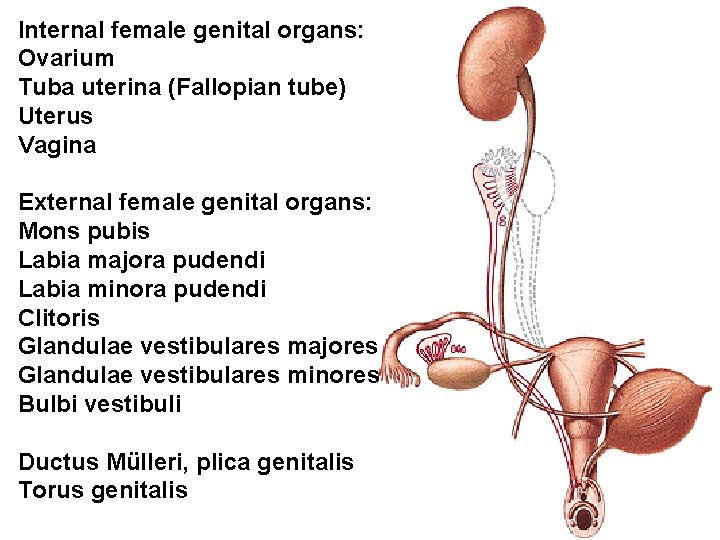 Internal female genital organs: Ovarium Tuba uterina (Fallopian tube) Uterus Vagina External female genital