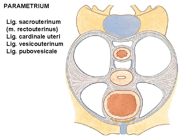 PARAMETRIUM Lig. sacrouterinum (m. rectouterinus) Lig. cardinale uteri Lig. vesicouterinum Lig. pubovesicale 