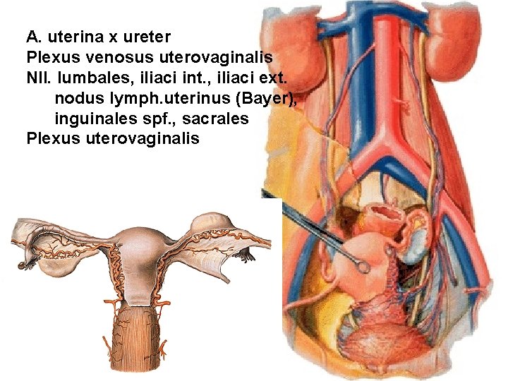 A. uterina x ureter Plexus venosus uterovaginalis Nll. lumbales, iliaci int. , iliaci ext.