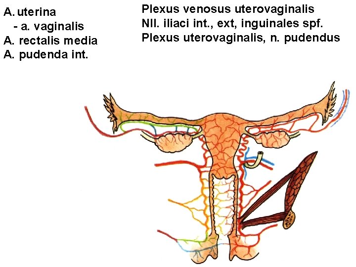 A. uterina - a. vaginalis A. rectalis media A. pudenda int. Plexus venosus uterovaginalis