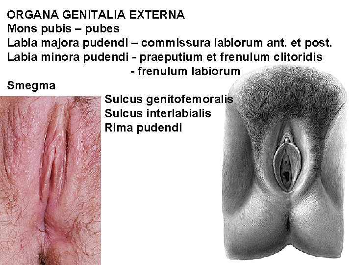 ORGANA GENITALIA EXTERNA Mons pubis – pubes Labia majora pudendi – commissura labiorum ant.