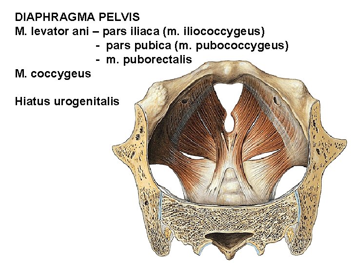 DIAPHRAGMA PELVIS M. levator ani – pars iliaca (m. iliococcygeus) - pars pubica (m.