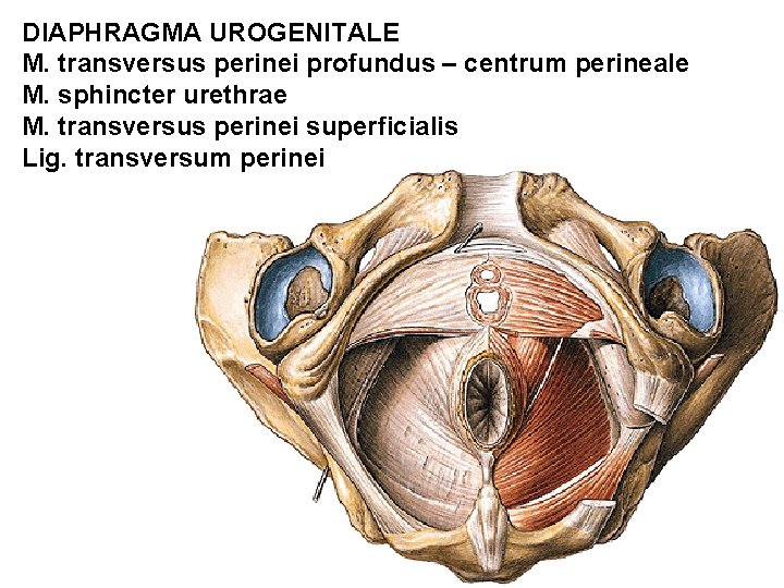 DIAPHRAGMA UROGENITALE M. transversus perinei profundus – centrum perineale M. sphincter urethrae M. transversus