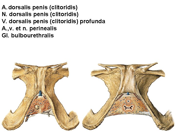 A. dorsalis penis (clitoridis) N. dorsalis penis (clitoridis) V. dorsalis penis (clitoridis) profunda A.