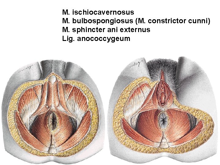 M. ischiocavernosus M. bulbospongiosus (M. constrictor cunni) M. sphincter ani externus Lig. anococcygeum 