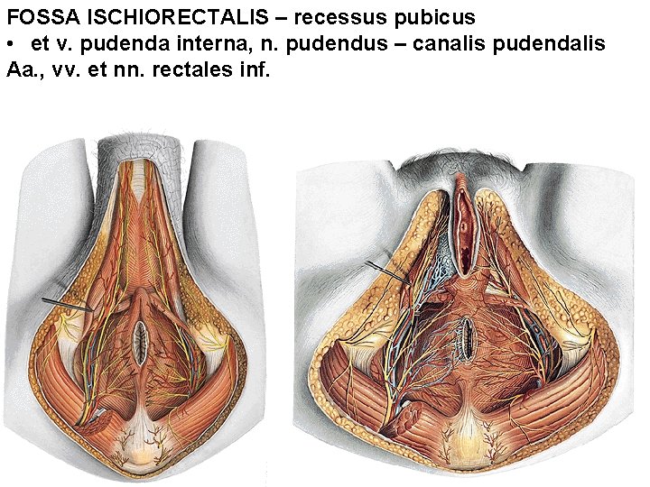 FOSSA ISCHIORECTALIS – recessus pubicus • et v. pudenda interna, n. pudendus – canalis