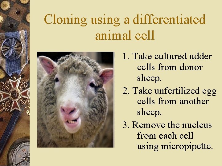 Cloning using a differentiated animal cell 1. Take cultured udder cells from donor sheep.