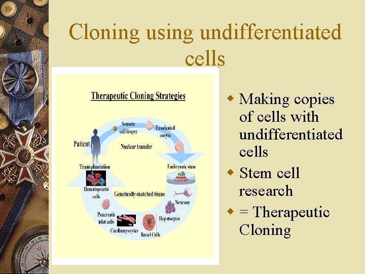 Cloning using undifferentiated cells w Making copies of cells with undifferentiated cells w Stem