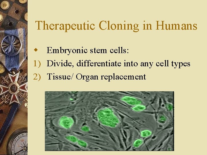 Therapeutic Cloning in Humans w Embryonic stem cells: 1) Divide, differentiate into any cell