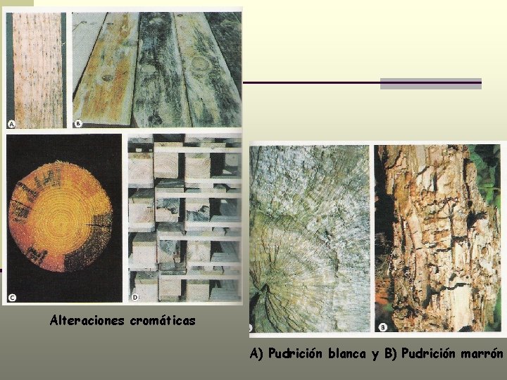 Alteraciones cromáticas A) Pudrición blanca y B) Pudrición marrón 