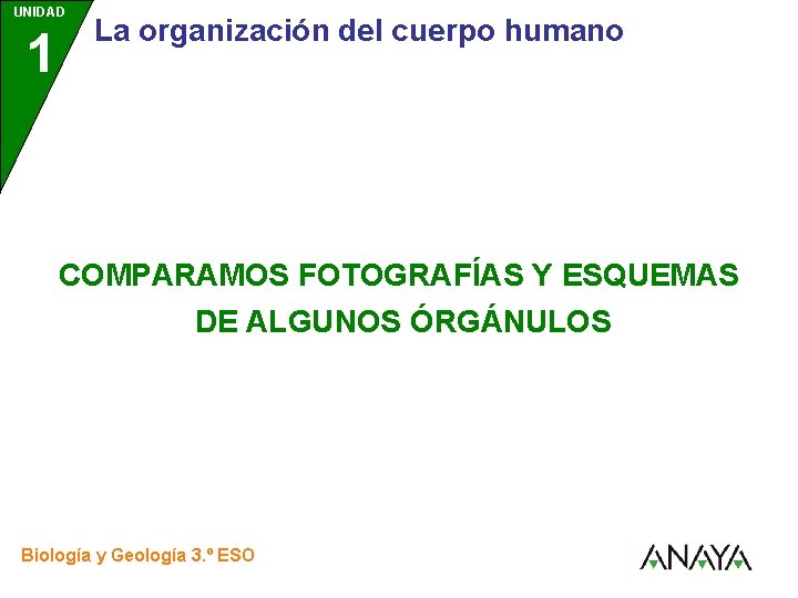 UNIDAD 1 La organización del cuerpo humano COMPARAMOS FOTOGRAFÍAS Y ESQUEMAS DE ALGUNOS ÓRGÁNULOS