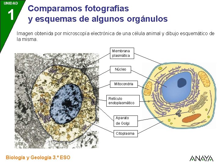 UNIDAD 1 Comparamos fotografías y esquemas de algunos orgánulos Imagen obtenida por microscopía electrónica