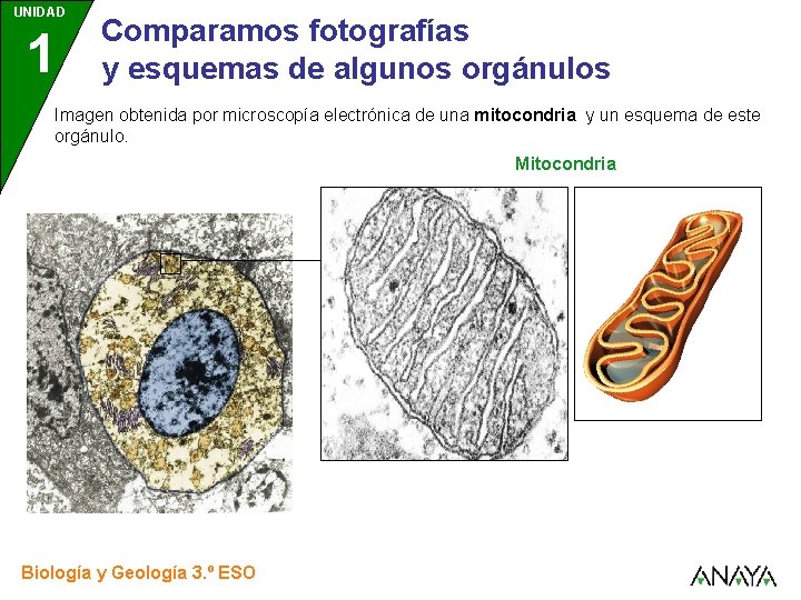 UNIDAD 1 Comparamos fotografías y esquemas de algunos orgánulos Imagen obtenida por microscopía electrónica