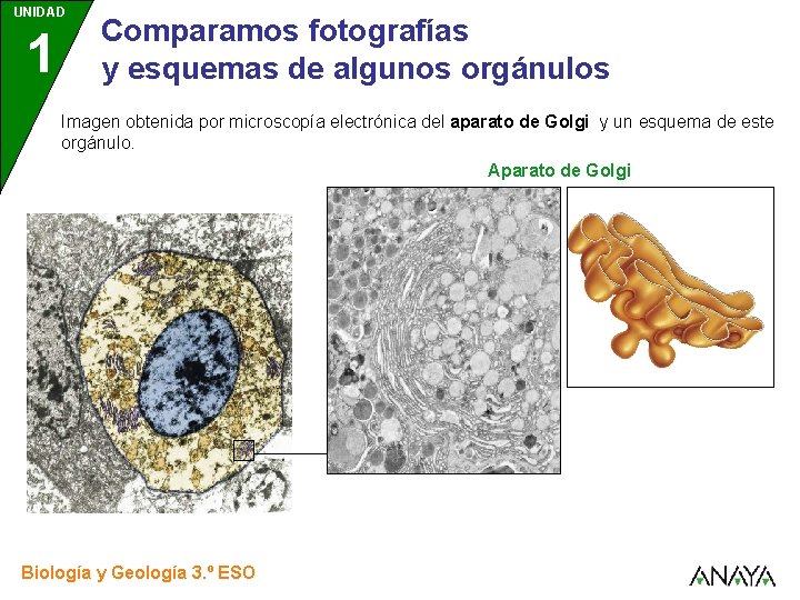 UNIDAD 1 Comparamos fotografías y esquemas de algunos orgánulos Imagen obtenida por microscopía electrónica