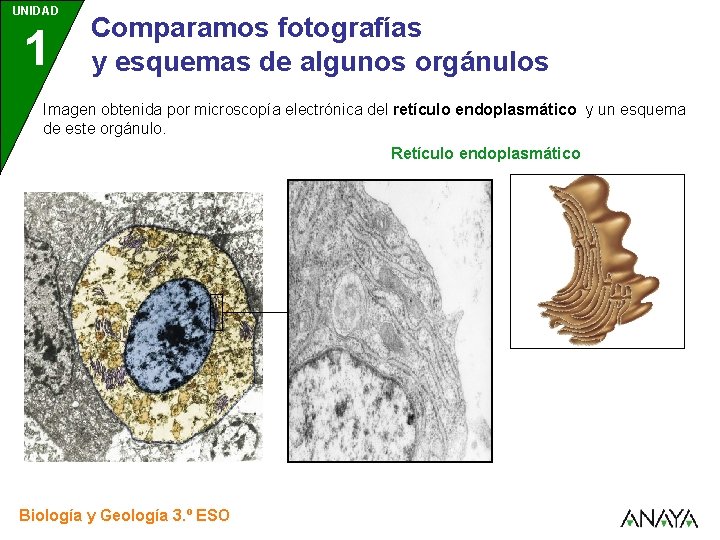 UNIDAD 1 Comparamos fotografías y esquemas de algunos orgánulos Imagen obtenida por microscopía electrónica
