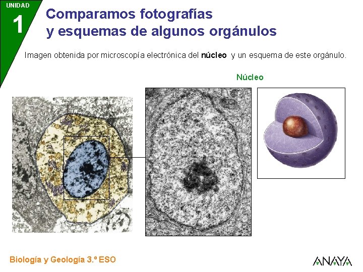 UNIDAD 1 Comparamos fotografías y esquemas de algunos orgánulos Imagen obtenida por microscopía electrónica