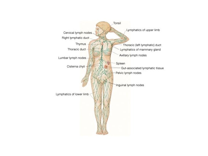 The Lymphatic System 