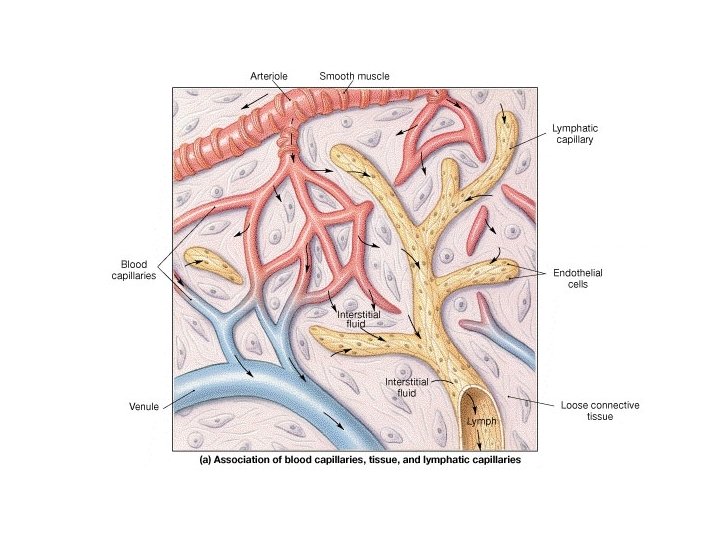 Lymph Capillaries 