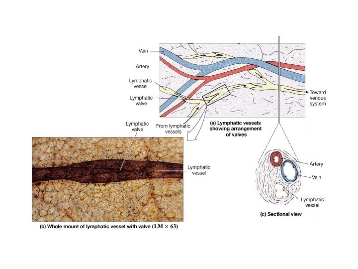 Lymphatic Vessels 